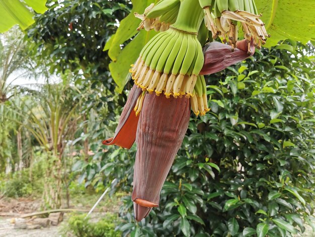 Vue rapprochée du bananier en fleurs dans le jardin