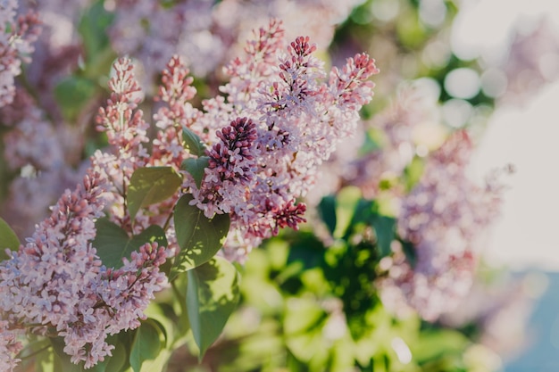 Vue rapprochée du beau lilas violet dans le jardin ou le parc de printemps Fleurs de printemps Plantes et arbres lilas Bouquet de paysages magnifiques