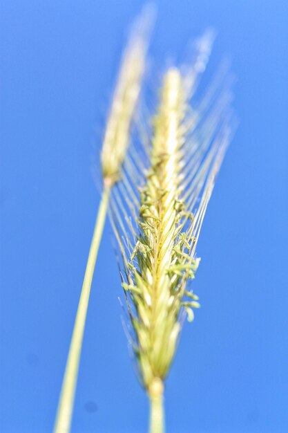 Photo vue rapprochée du blé sur un ciel bleu clair