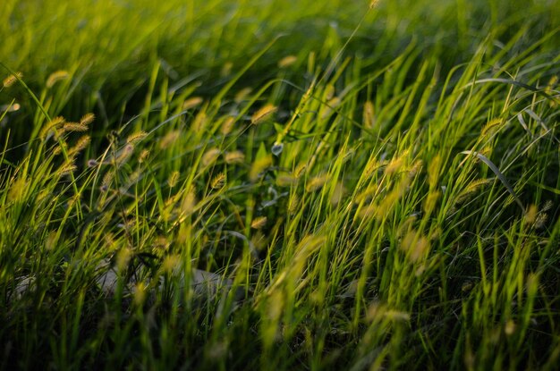 Vue rapprochée du blé qui pousse sur le champ