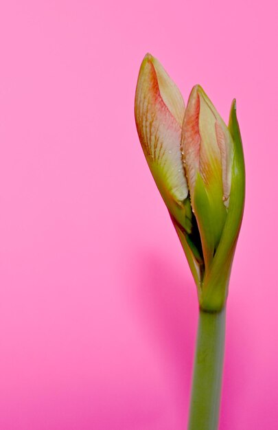 Vue rapprochée du bourgeon de fleur rose