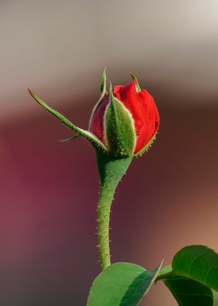 Vue rapprochée du bourgeon de fleur rouge