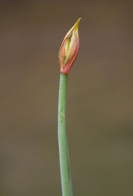 Photo vue rapprochée du bourgeon de fleur