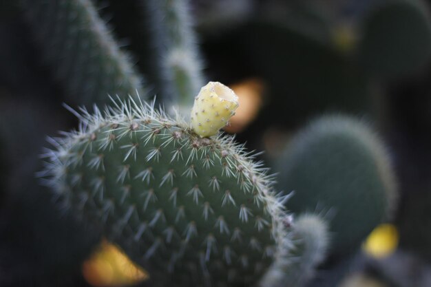 Vue rapprochée du cactus de la poire épineuse