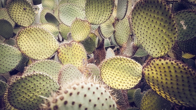 Vue rapprochée du cactus de la poire épineuse