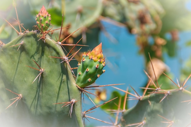 Vue rapprochée du cactus de la poire épineuse