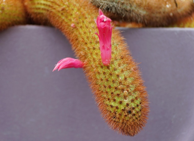 Vue rapprochée du cactus à queue de rat doré avec une fleur rose