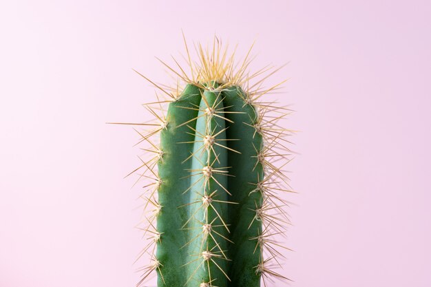 Vue rapprochée du cactus vert sur fond clair