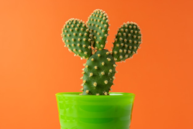 Vue rapprochée du cactus vert sur lumineux.