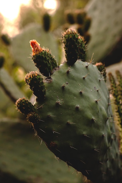 Vue rapprochée du cactus