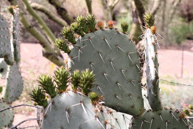 Vue rapprochée du cactus