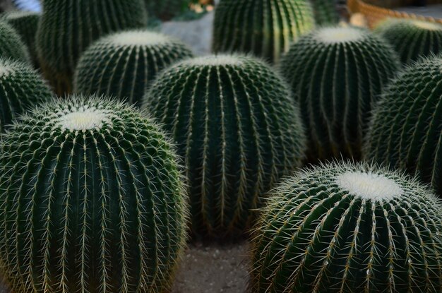 Photo vue rapprochée du cactus