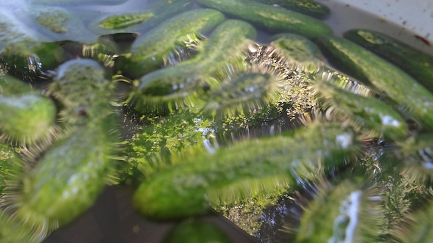 Vue rapprochée du cactus