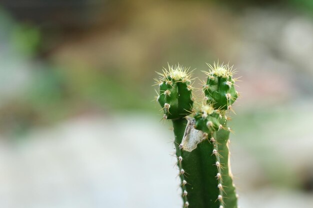 Vue rapprochée du cactus