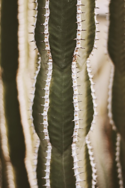 Photo vue rapprochée du cactus