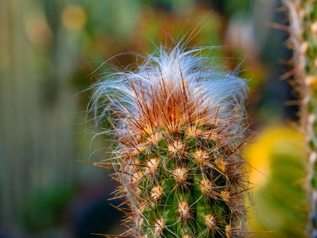 Vue rapprochée du cactus