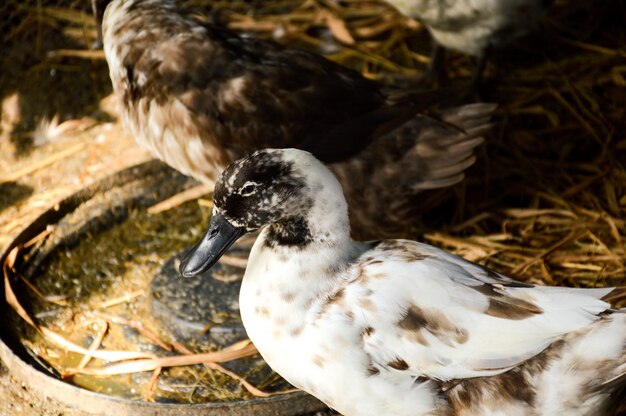 Photo vue rapprochée du canard dans l'eau