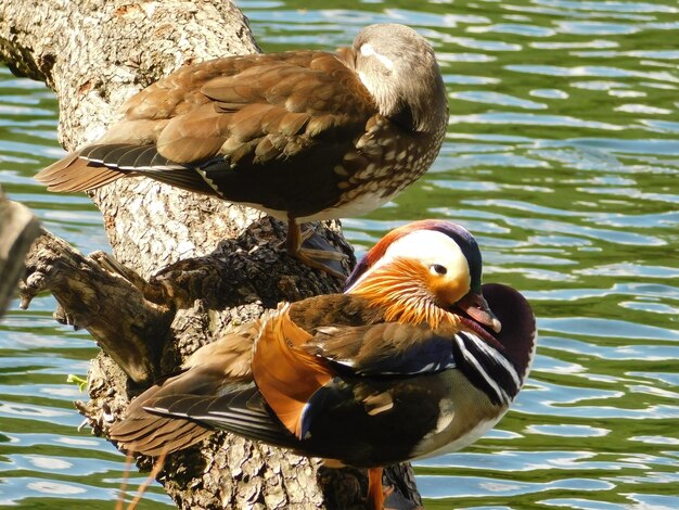 Photo vue rapprochée du canard sauvage dans le lac