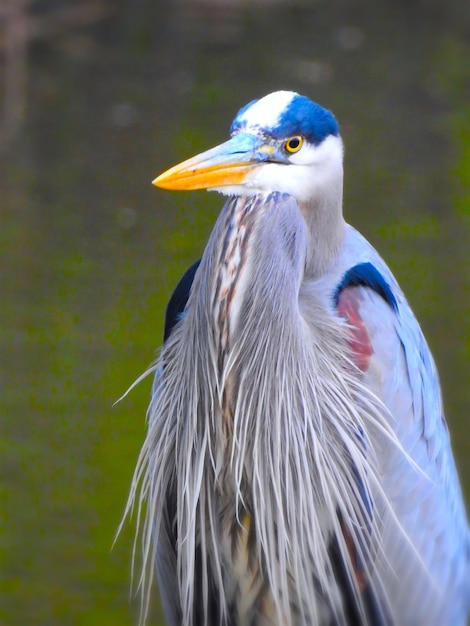 Vue rapprochée du canard