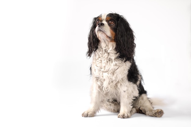 Vue rapprochée du Cavalier King Charles Spaniel sur un fond blanc