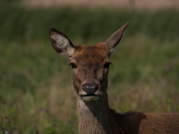 Vue rapprochée du cerf portrait