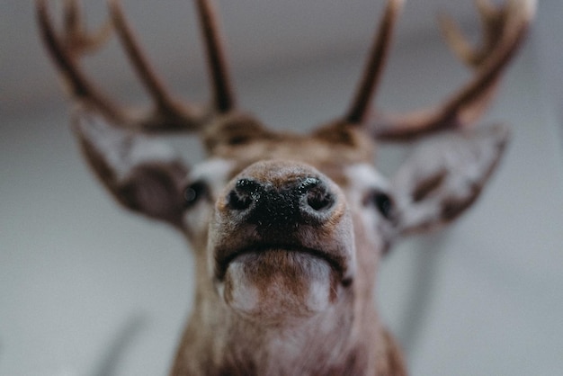 Vue rapprochée du cerf