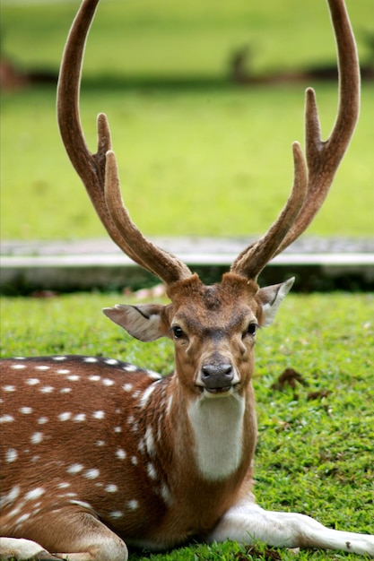 Photo vue rapprochée du cerf