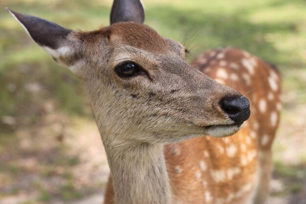 Photo vue rapprochée du cerf