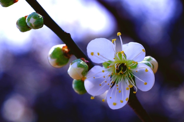 Photo vue rapprochée du cerisier blanc en fleurs