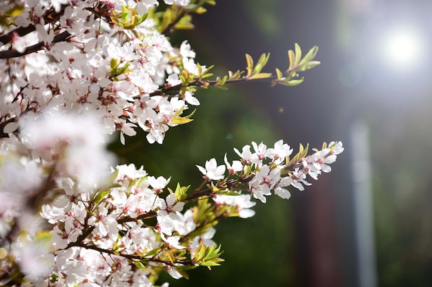 Vue rapprochée du cerisier en fleurs