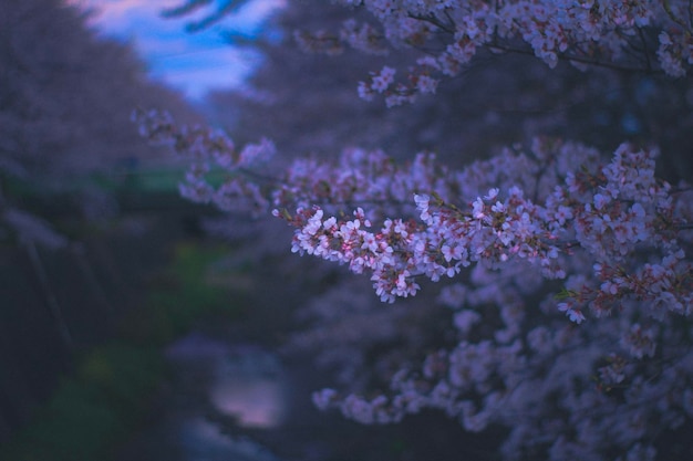 Photo vue rapprochée du cerisier en fleurs