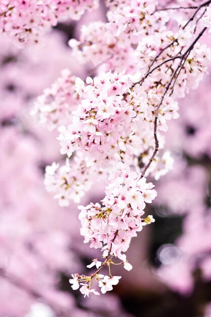 Photo vue rapprochée du cerisier en fleurs