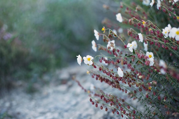 Photo vue rapprochée du cerisier en fleurs