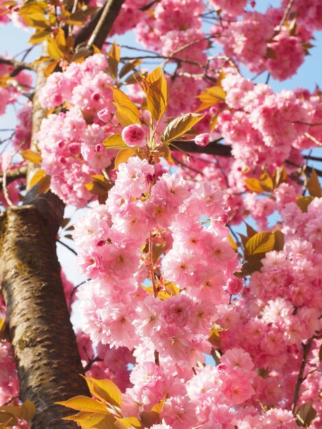 Photo vue rapprochée du cerisier rose en fleurs