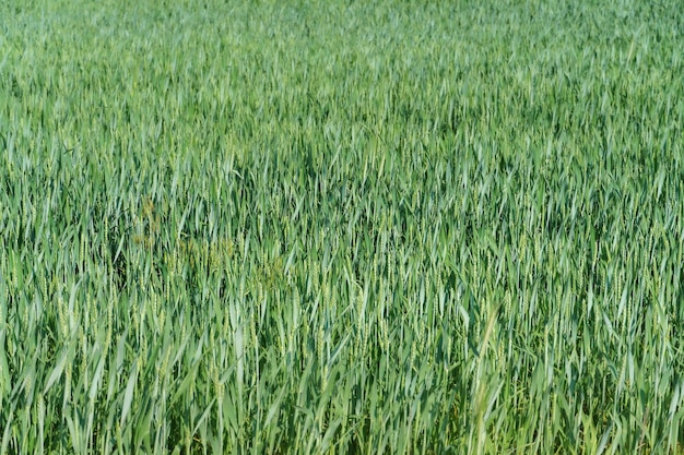 Vue rapprochée du champ de blé Spikelets de blé à la lumière du coucher du soleil Agriculture écologique Fond naturel Récolte des céréales et des cultures céréalières Traite de céréales