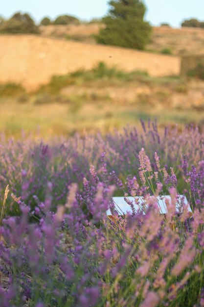 Vue rapprochée du champ de fleurs de lavande en fleurs