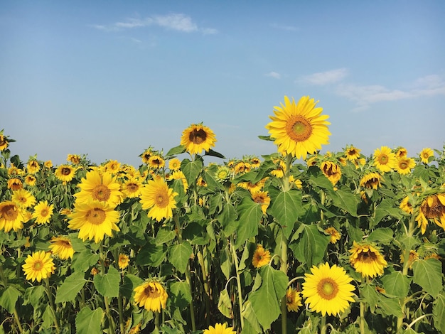 Vue rapprochée du champ de tournesol
