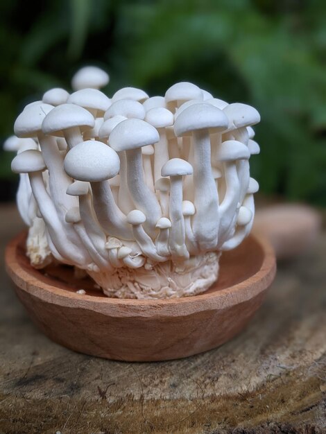 Photo vue rapprochée du champignon blanc sur la table