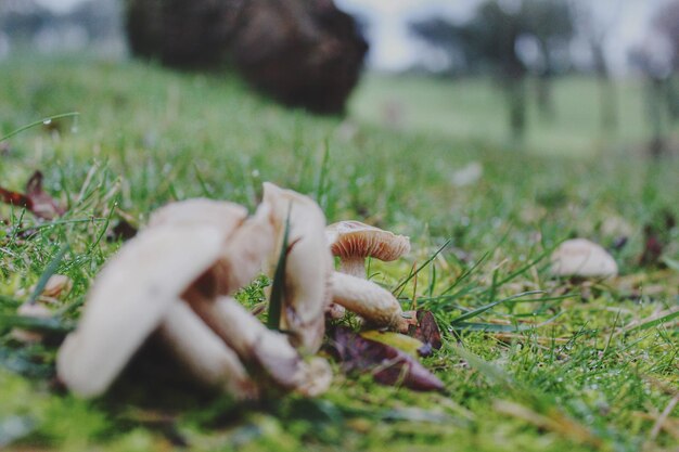 Photo vue rapprochée du champignon sur le champ