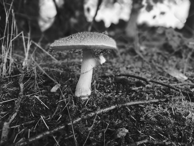 Photo vue rapprochée du champignon sur la feuille