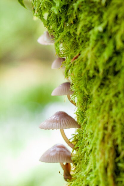 Photo vue rapprochée du champignon qui pousse sur la plante