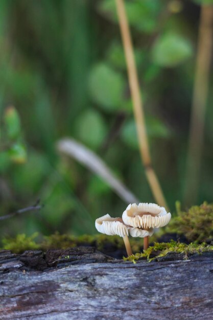 Photo vue rapprochée du champignon