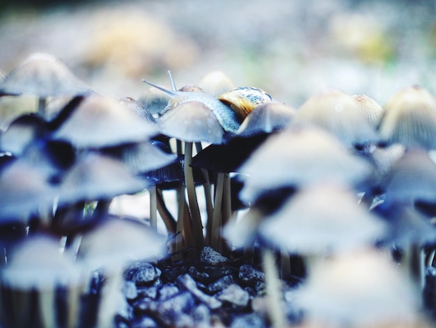 Photo vue rapprochée du champignon