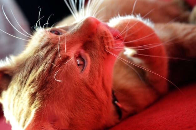 Photo vue rapprochée du chat allongé sur le lit