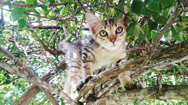 Photo vue rapprochée du chat sur l'arbre