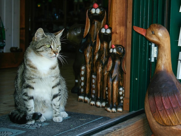 Photo vue rapprochée du chat assis