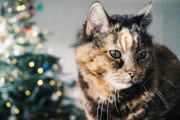 Vue rapprochée du chat contre l'arbre de Noël à la maison