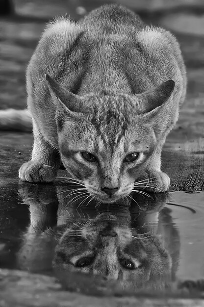 Photo vue rapprochée du chat par la flaque d'eau