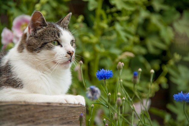 Photo vue rapprochée du chat sur la plante