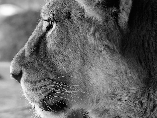 Vue rapprochée du chat qui détourne le regard